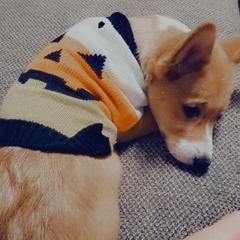 Pembroke Welsh Corgi Puppies from South Texas Blue Collar Corgis