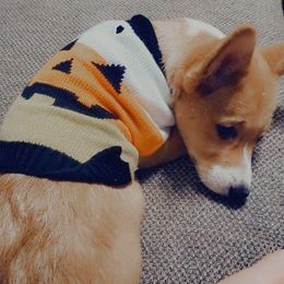 Pembroke Welsh Corgi Puppies from South Texas Blue Collar Corgis