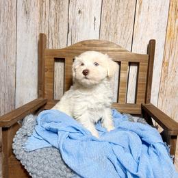Skylar - Black and silver male Miniature Schnauzer puppy in Macks Creek, Missouri from Fluffy Buttz