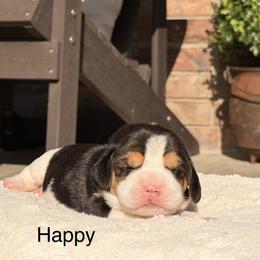 Happy - Black tan and white female Beagle puppy in Mansfield, Missouri from Rippee Creek Kennel