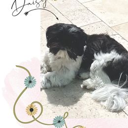 Daisy - Shih Tzu