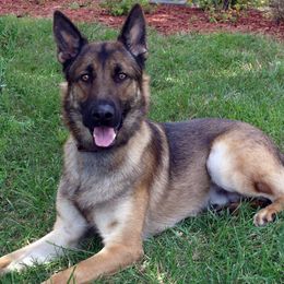 Belgian Malinois from Vom Kaiserhofe Malinois