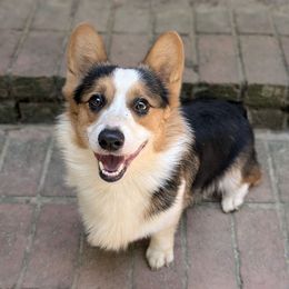 Remi - Pembroke Welsh Corgi