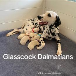 Dalmatian Puppies from Glasscock Dalmatians