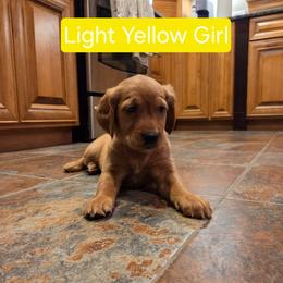 Yellow Girl - Dark golden female Golden Retriever puppy in Elk River, Minnesota from Meadow Creek Goldens