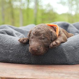 Biggin O'Sally - Chocolate male Labradoodle puppy in Rock Island, Tennessee from Harvest Sky Kennels