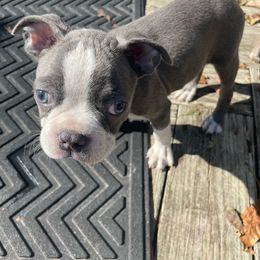 Boy 1 - Black and white Boston Terrier puppy in Howell, New Jersey from Bill's Boston Babies