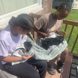 Rottweiler Puppies from Rottweiler Land