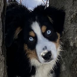 Cricket - Australian Shepherd