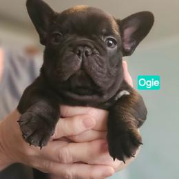 Ogie - Black male French Bulldog puppy in Neosho, Missouri from K2S Frenchies