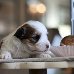Chocolate 'Chip' - White and tan female Morkie puppy in Tucson, Arizona from Sun-Kissed Morkies