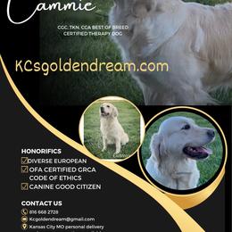 Golden Retriever puppies from KCs Golden Dream