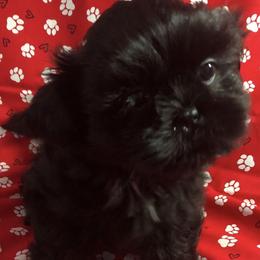 Riley - Black male Shih Tzu puppy in Greenville, Texas from Your Fuzzy Puppy