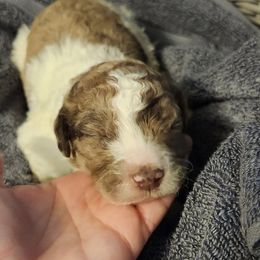 Goldendoodles from Chocolate Doodle Puppy Boutique