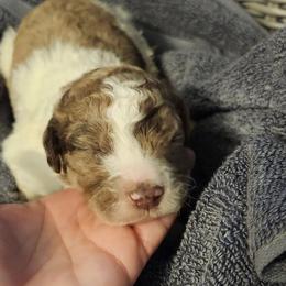 Goldendoodles from Chocolate Doodle Puppy Boutique