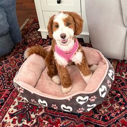 Biscuit (Guardian Home) - Red  female Goldendoodle puppy in Apopka, Florida from The Classic Doodle
