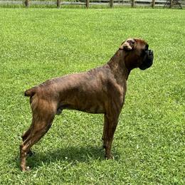 Link - Brindle male Boxer puppy in Ekron, Kentucky from Best Friends Euro Boxers (BFEBK)