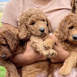 Labradoodles from Thelabradoodlefarm