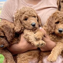 Labradoodles from Thelabradoodlefarm