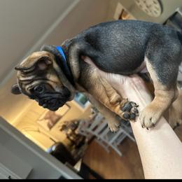 French Bulldog Puppies from Montana Made Frenchies