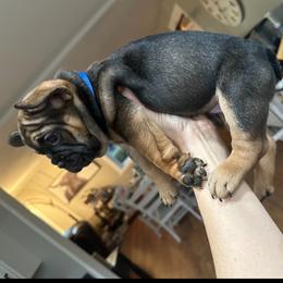 French Bulldog Puppies from Montana Made Frenchies