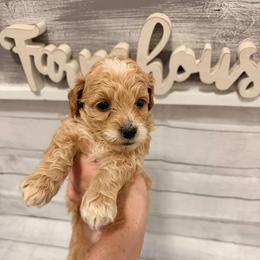 Dopey - Apricot male Goldendoodle puppy in Bradenton, Florida from Christianna’s Mini Goldendoodles