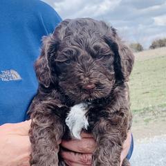 Double Doodles and Goldendoodles from TeeterDoodles