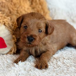 Blossom - Red  female Goldendoodle puppy in Wharton, Texas from Little Fur Friends