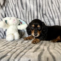Dachshund Puppies from Kim’s Mini Weiners