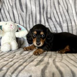 Dachshund Puppies from Kim’s Mini Weiners