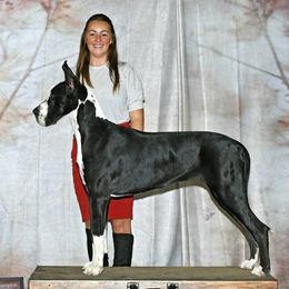 Sheeza - Great Dane