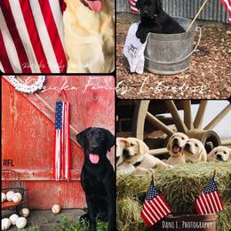 Boy 1 - Black male Labrador Retriever puppy in Lyman, Nebraska from Ruzicka Family Labradors LLC