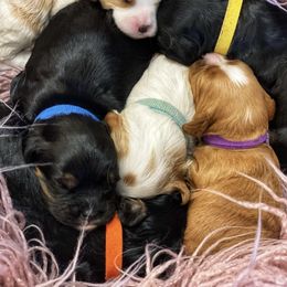 Australian Labradoodle, Cavapoo, and Goldendoodle Puppies from Deer Creek Labradoodles
