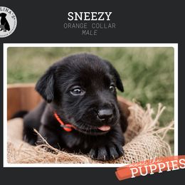 Boy 6 - Black Labrador Retriever puppy in Clayton, North Carolina from Carolina’s Swift Creek Labrador Retrievers