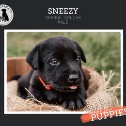 Boy 6 - Black Labrador Retriever puppy in Clayton, North Carolina from Carolina’s Swift Creek Labrador Retrievers
