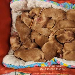 Golden Retriever Puppies from Soda Springs Kennel