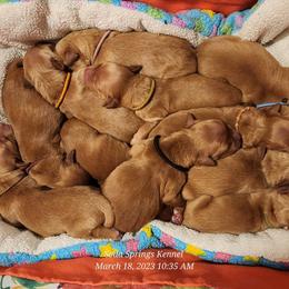 Golden Retriever Puppies from Soda Springs Kennel