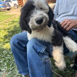 Red - Black and white male Sheepadoodle puppy in Eleva, Wisconsin from Molly’s Doodles