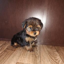 Marty - Black and tan male Yorkshire Terrier puppy in Lapeer, Michigan from Puppy Kisses
