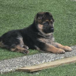 German Shepherd puppies from Beau Ideal German Shepherds