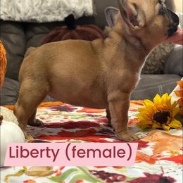 French Bulldog Puppies from Scarlet Sons Frenchies