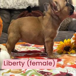 French Bulldog Puppies from Scarlet Sons Frenchies