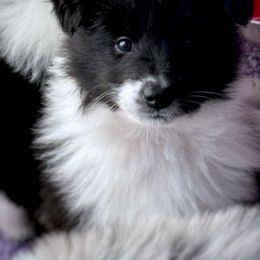 Collie and Companion Cross Puppies from Dreamdale Companions