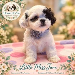 June - Black and white female Shihpoo puppy in Mesa, Arizona from House of Zen Shihtzus