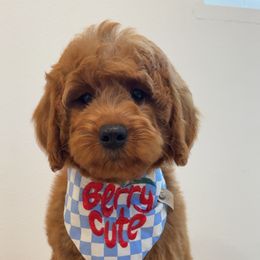 Hunter Bear - Red  male Goldendoodle puppy in Anaheim, California from Cuddle Bear Doodles