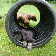Chinook Puppies from Spook Nook Chinooks