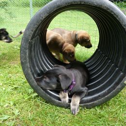 Chinook Puppies from Spook Nook Chinooks