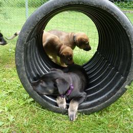 Chinook Puppies from Spook Nook Chinooks
