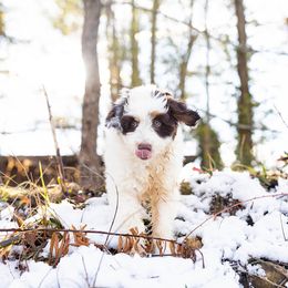 Aussiedoodle, Miniature Australian Shepherd, and Poodle Puppies from Fine and Dandy Aussiedoodles