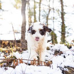 Aussiedoodle, Miniature Australian Shepherd, and Poodle Puppies from Fine and Dandy Aussiedoodles